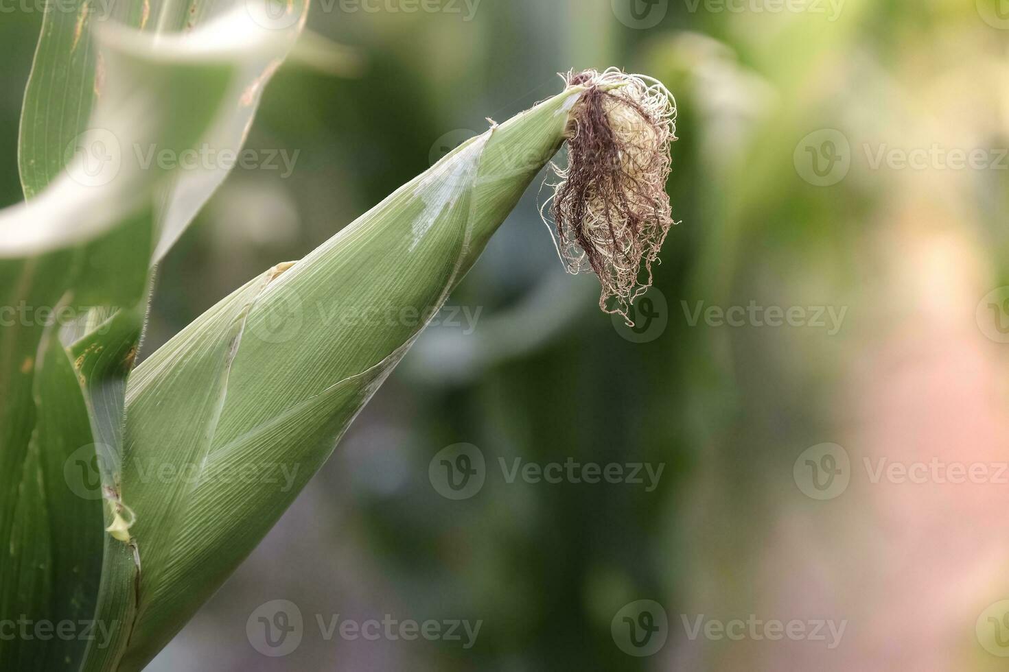 Cornfield in La Pampa Province, Argentina photo