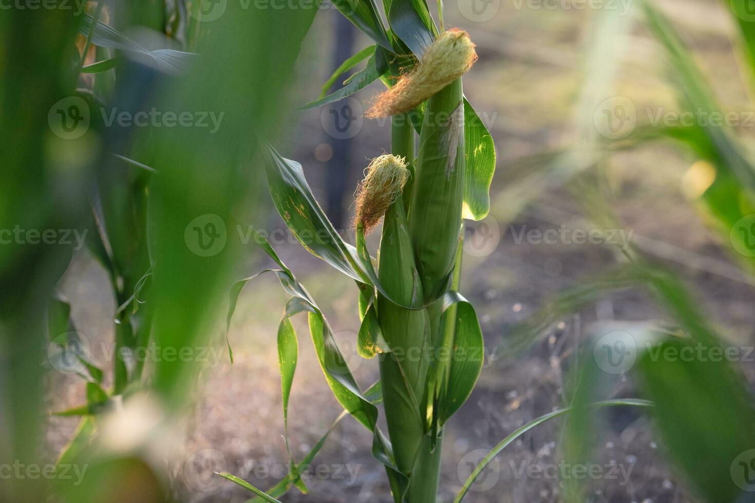 Cornfield in La Pampa Province, Argentina photo