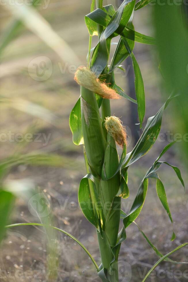 Cornfield in La Pampa Province, Argentina photo