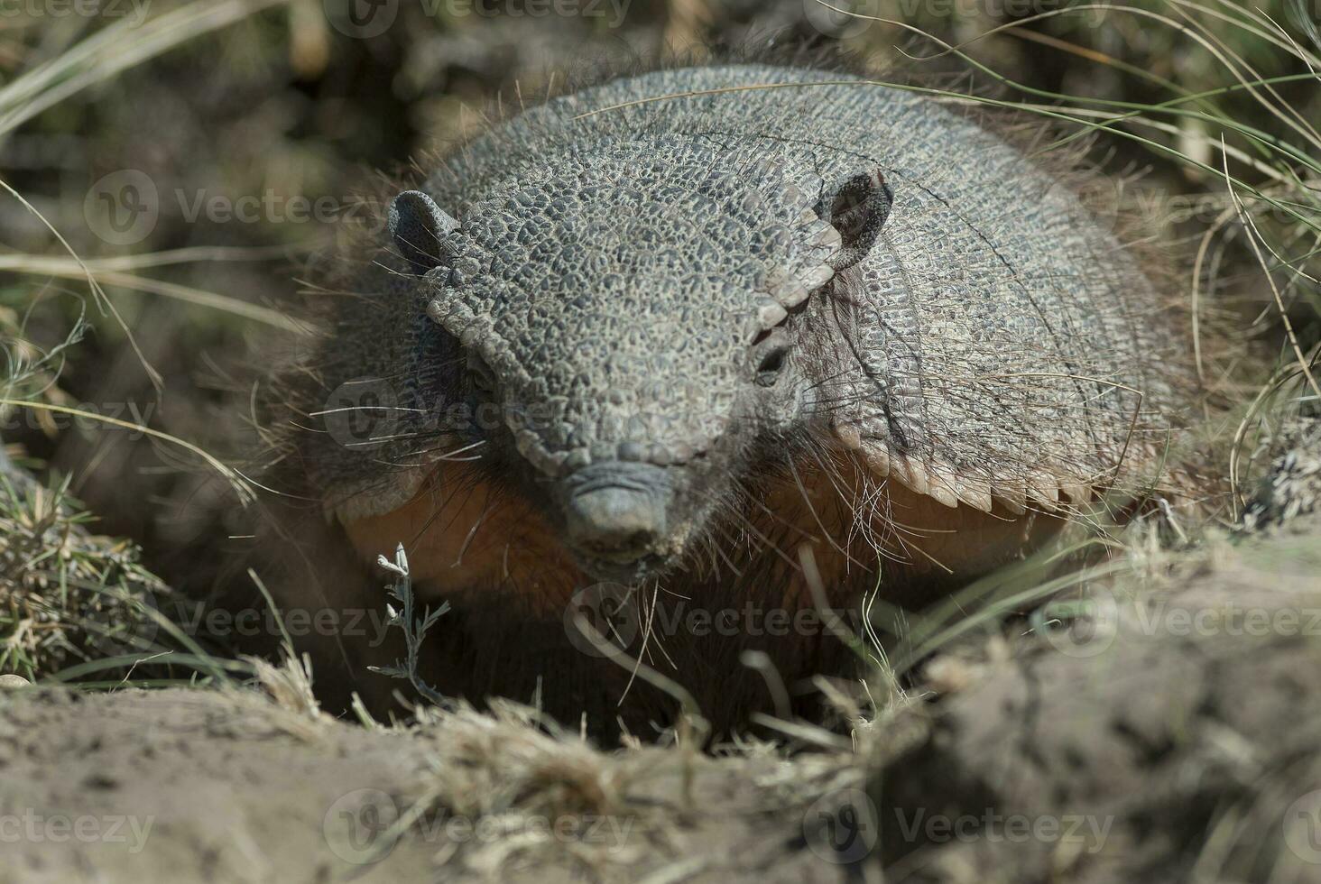 Hairy Armadillo, in desert environment, Peninsula Valdes, Patagonia, Argentina photo