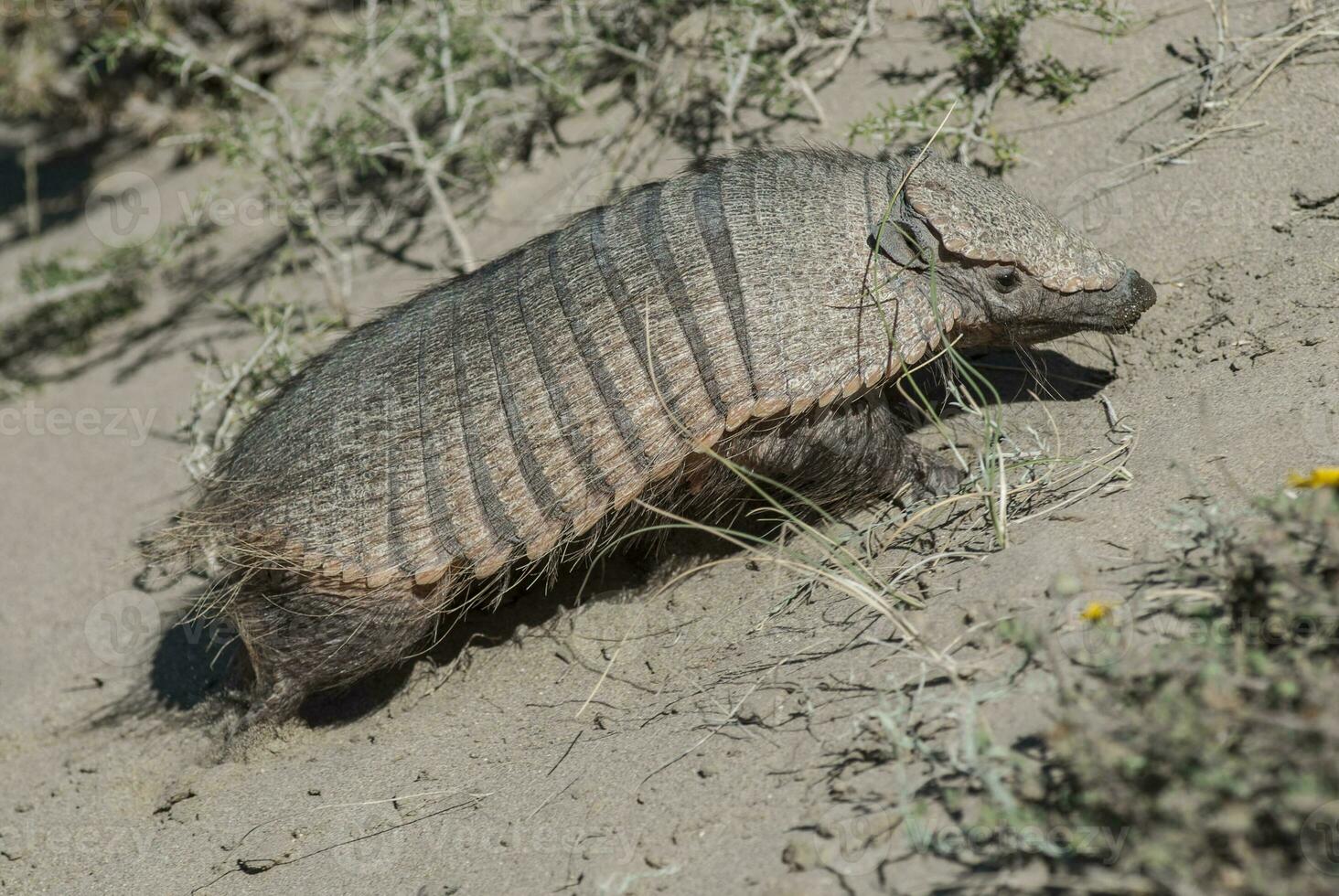 Hairy Armadillo, in desert environment, Peninsula Valdes, Patagonia, Argentina photo
