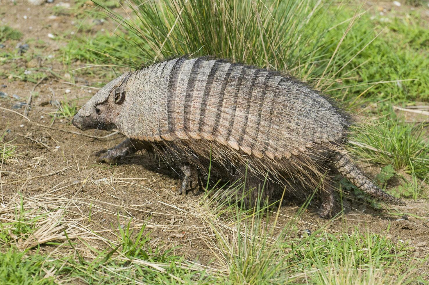 Hairy Armadillo, in desert environment, Peninsula Valdes, Patagonia, Argentina photo