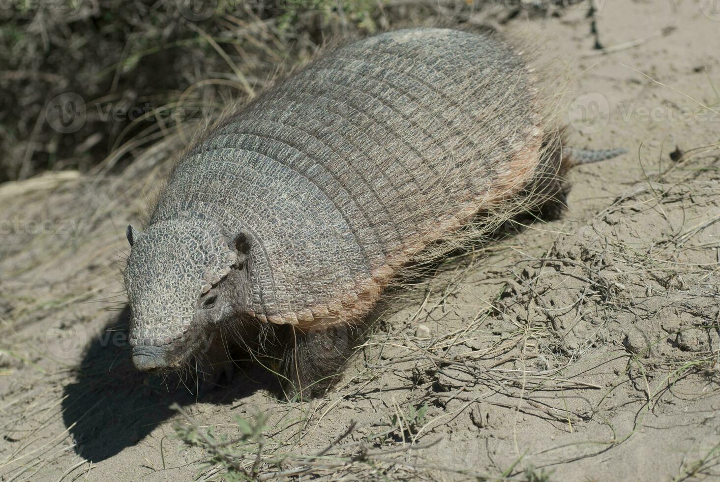 Hairy Armadillo, in desert environment, Peninsula Valdes, Patagonia, Argentina photo