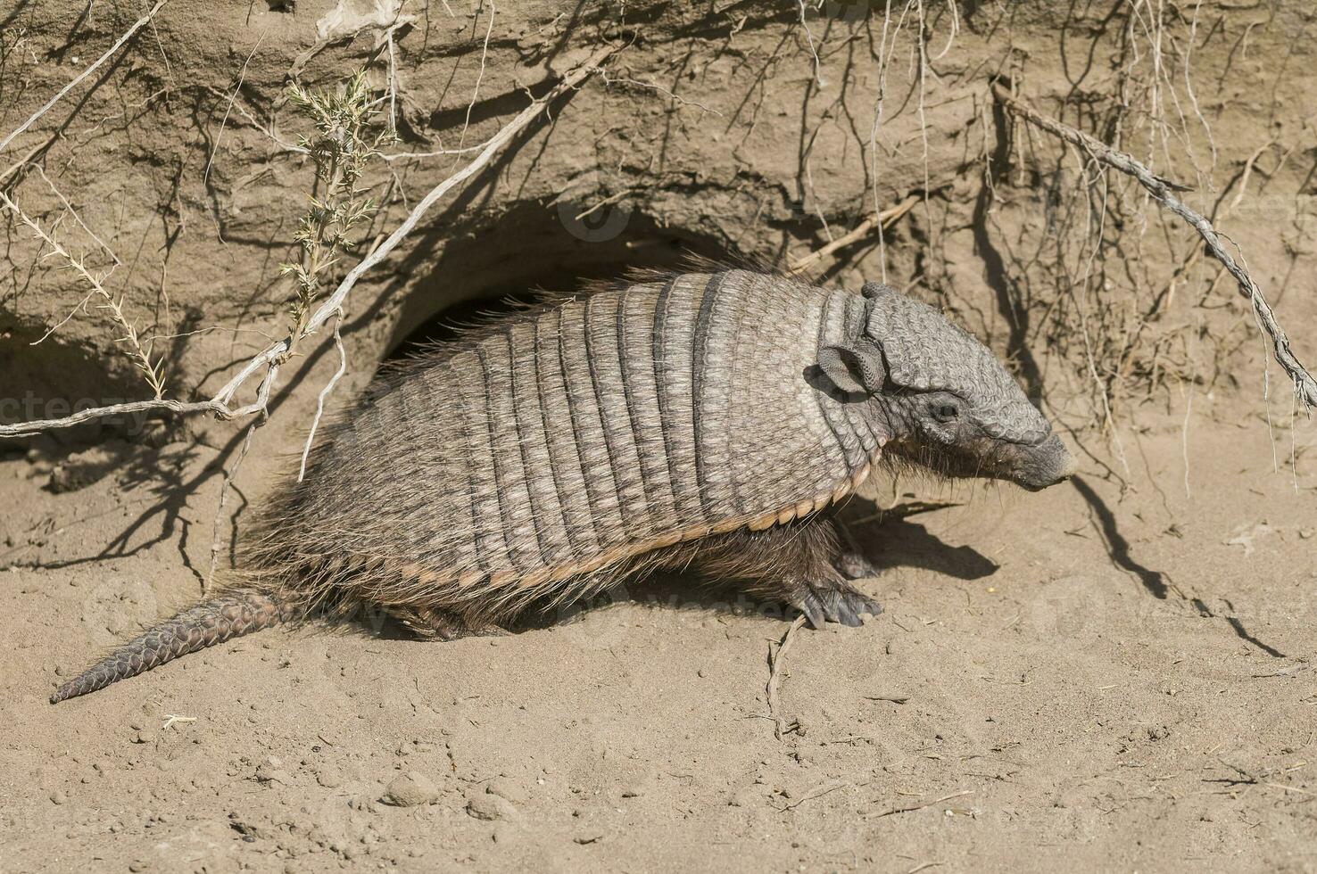 peludo armadillo, en Desierto ambiente, península Valdés, Patagonia, argentina foto