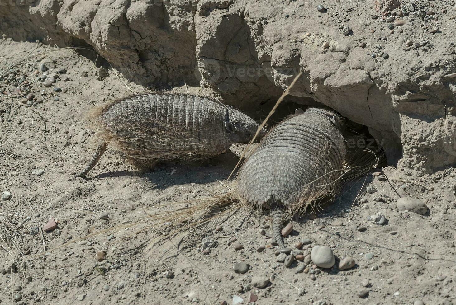 Two armadillos entering the burrow, Patagonia, Argentina photo