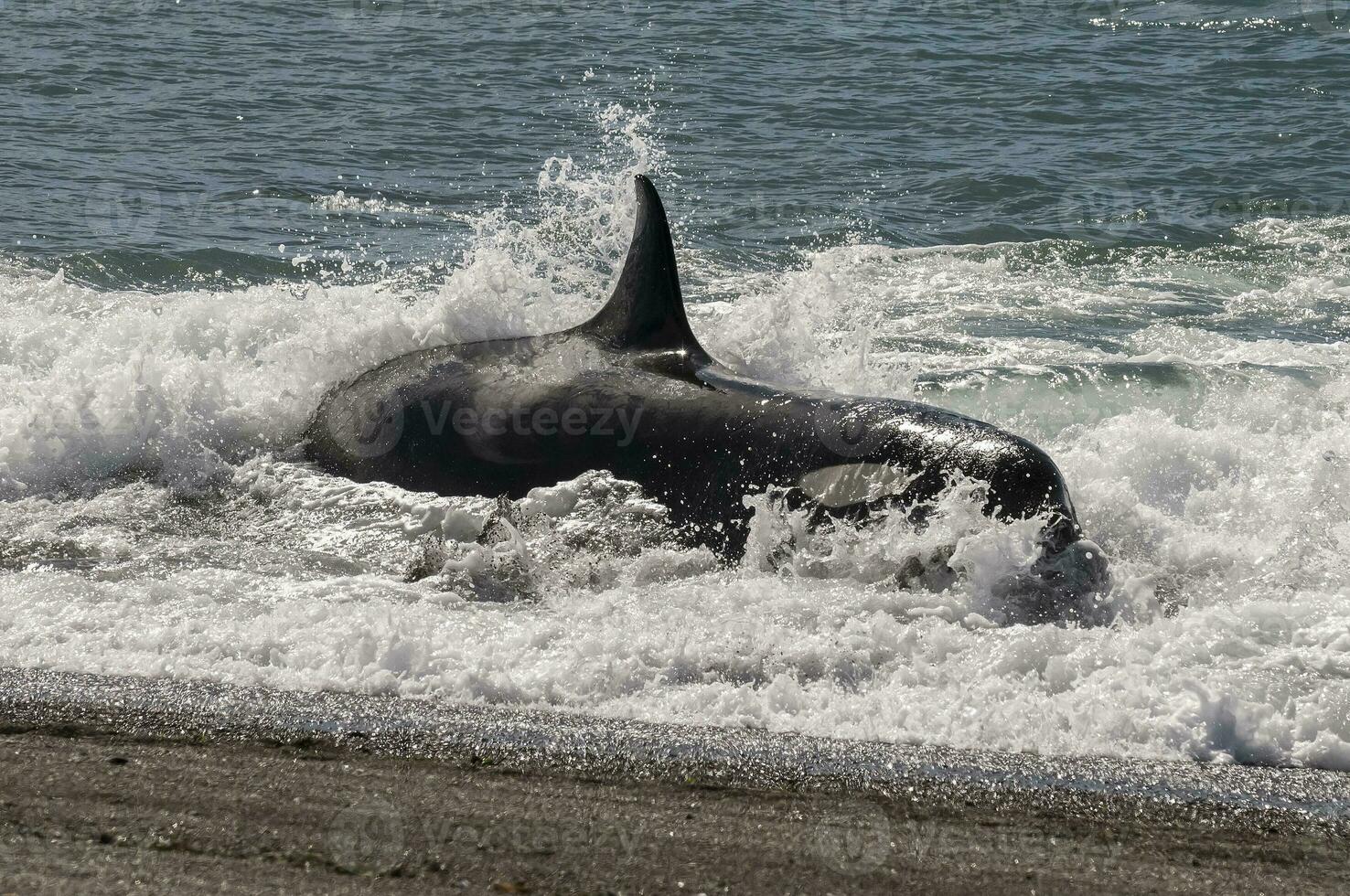 Killer whale stranding, Peninsula valdes, Patagonia Argentina photo