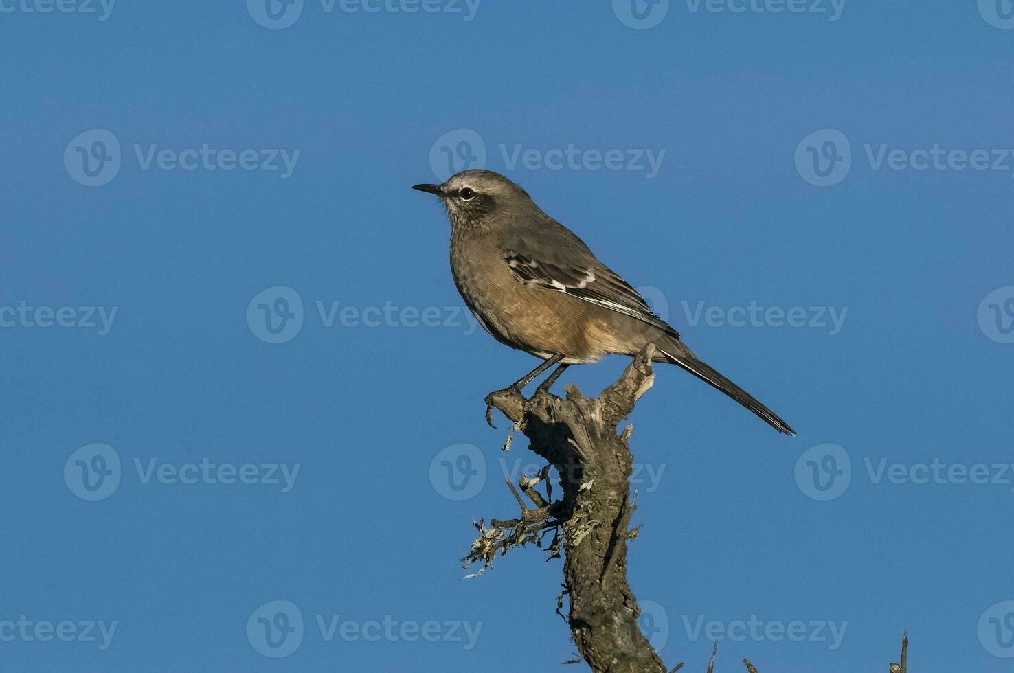 Patagonian Mockingbird, Peninsula Valdes,Patagonia, Argentina photo