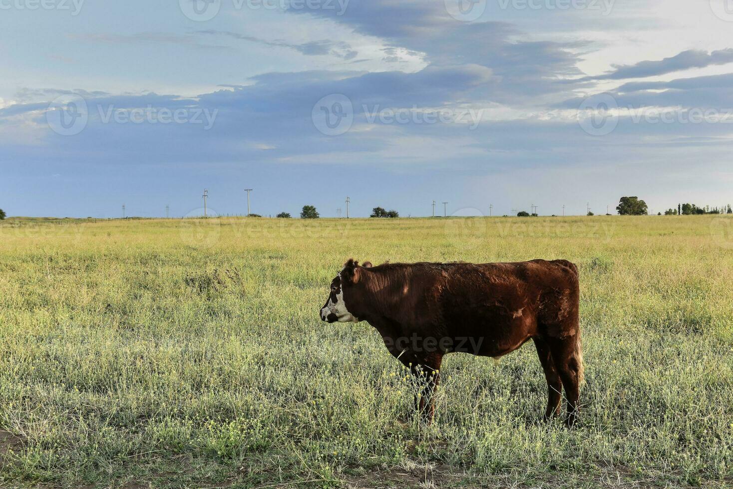 Cattle in Argentine countryside,La Pampa Province, Argentina. photo