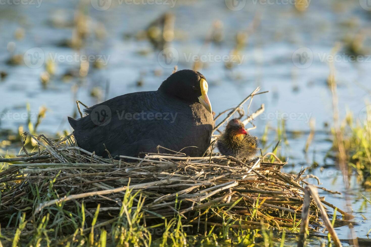 White winged Coot in her nest with chicks, La Pampa, Argentina photo