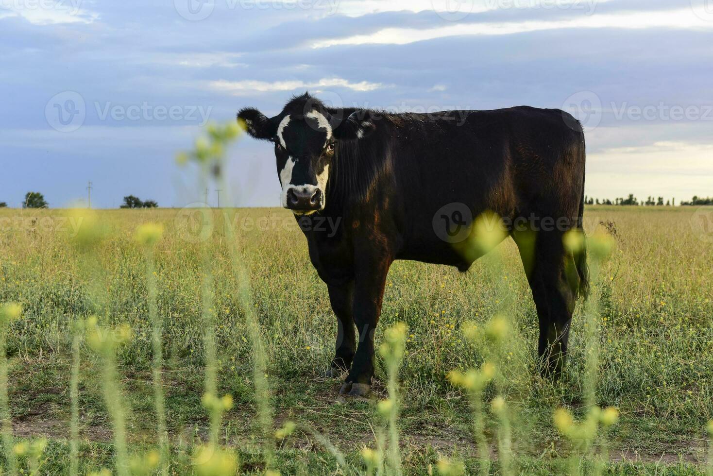 vacas en argentino campo, la pampa provincia, argentina. foto