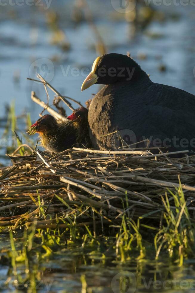 White winged Coot in her nest with chicks, La Pampa, Argentina photo