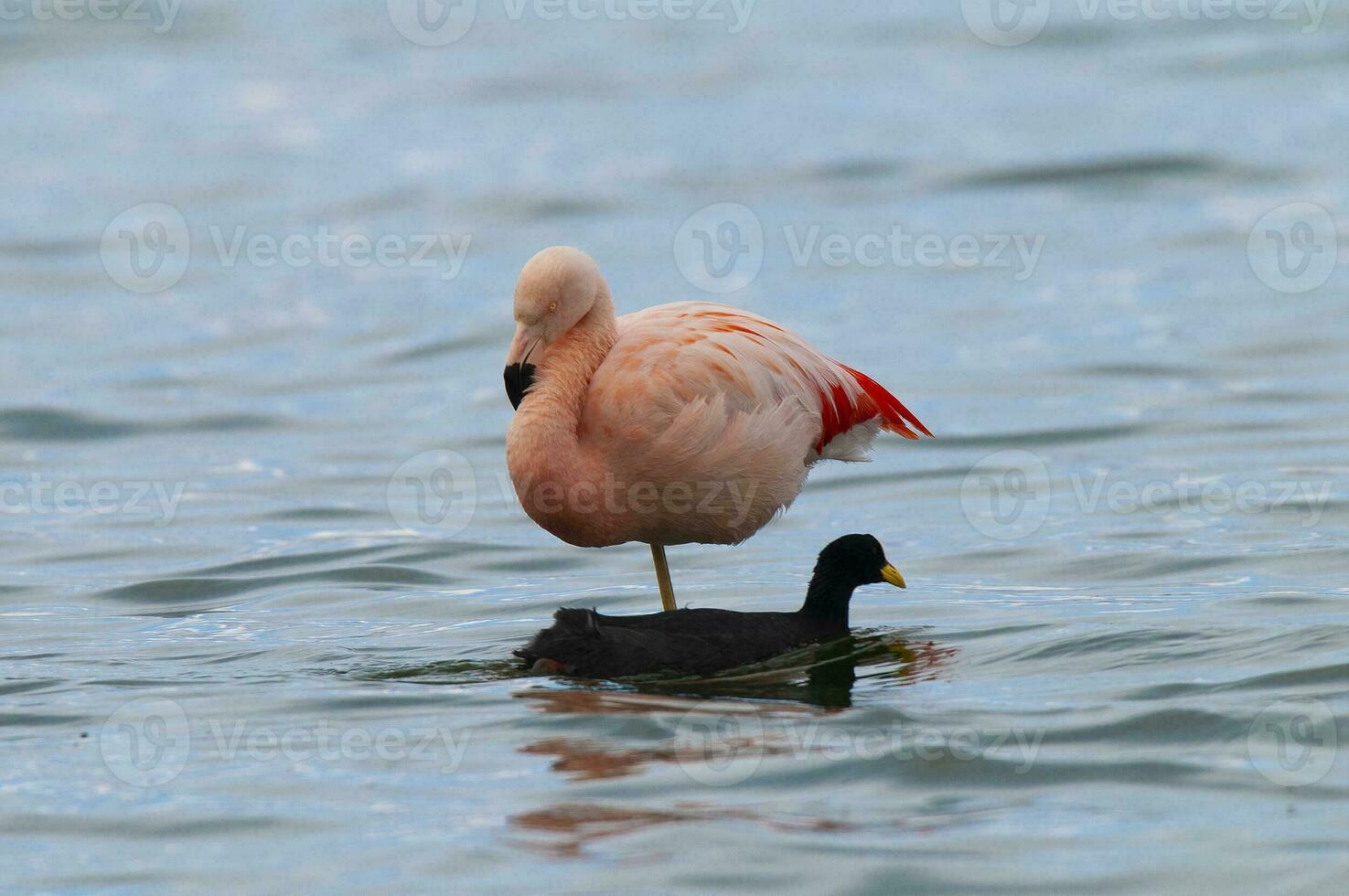 Flamingo and coot in a lagoon, Tierra del Fiego, Patagonia, Argentina. photo