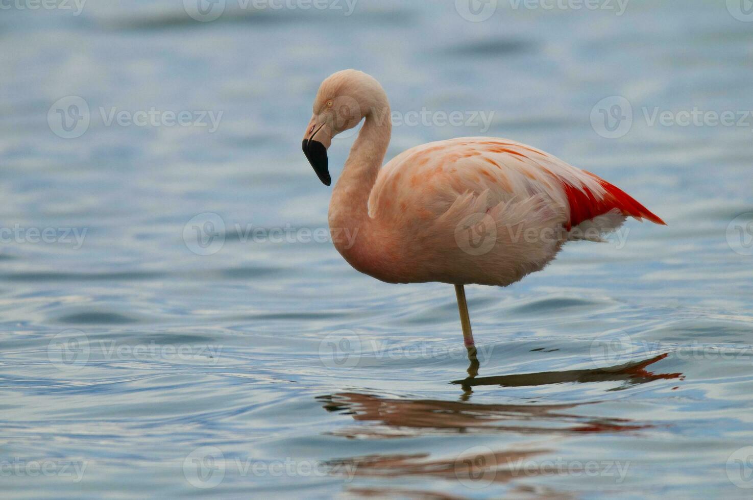 Flamingo resting in the lagoon, La Pampa Province,Patagonia, Argentina. photo