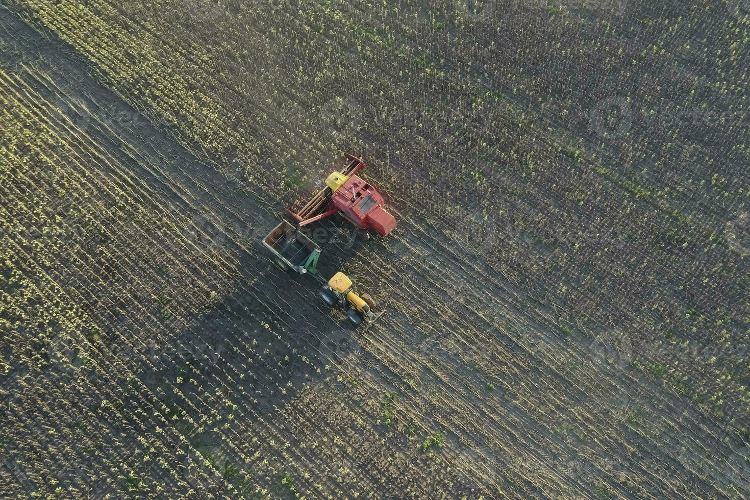 Harvester machine, harvesting in the Argentine countryside, Buenos Aires province, Argentina. photo