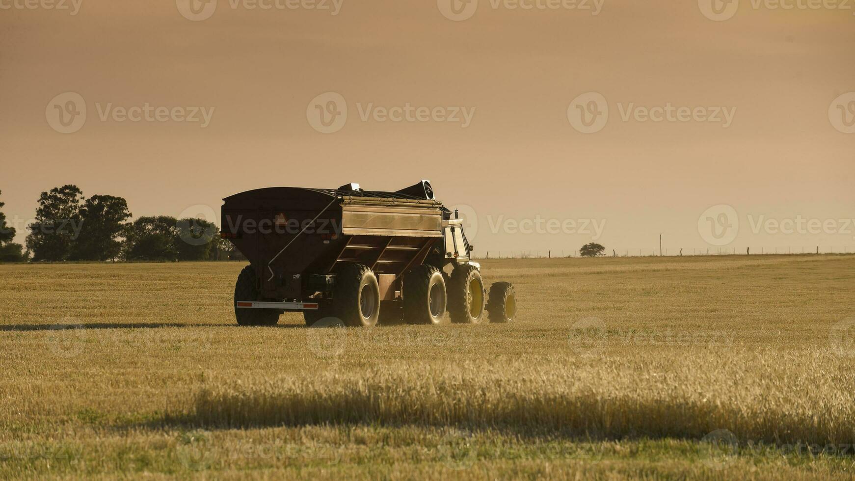 tractor y tolva trabajando en el cosecha en el argentino campo, buenos aires provincia, argentina. foto