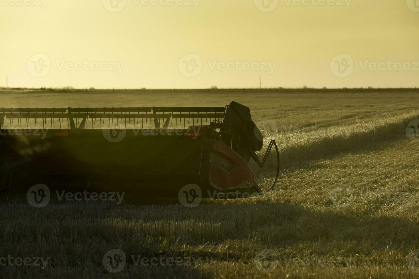 Harvester machine, harvesting in the Argentine countryside, Buenos Aires province, Argentina. photo