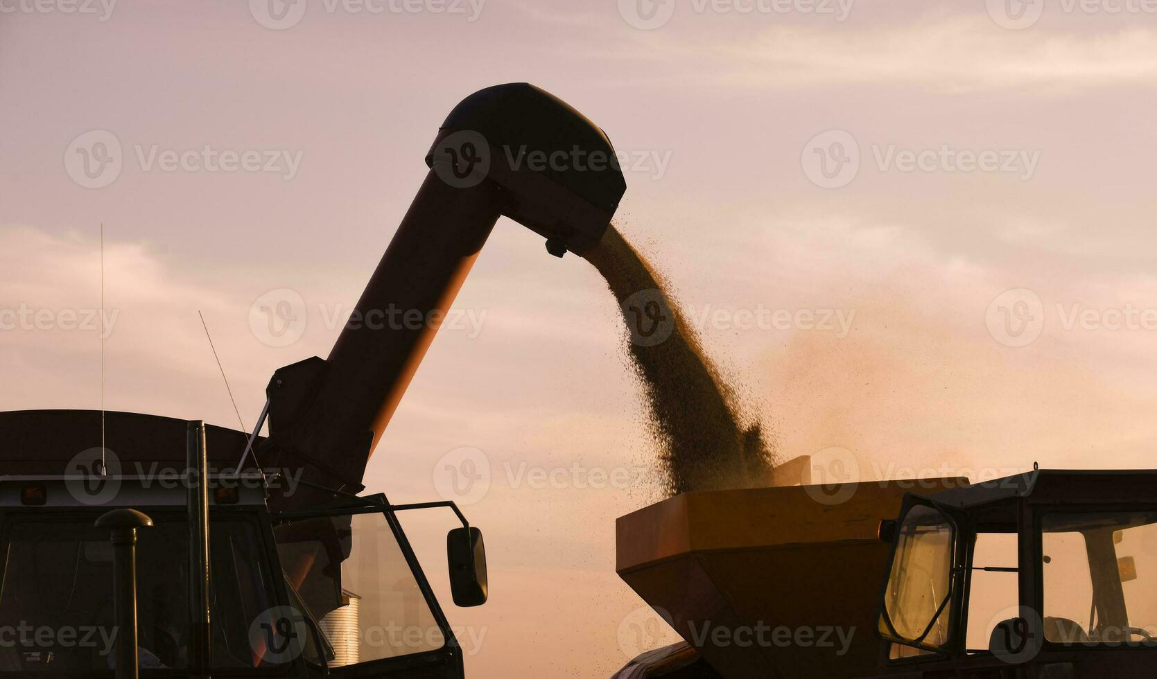 segador máquina, cosecha en el argentino campo, buenos aires provincia, argentina. foto