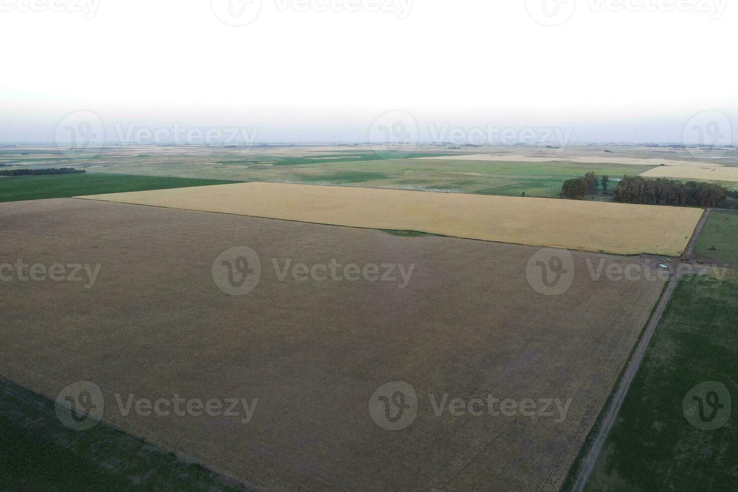 Corn cultivation field, aerial view , Buenos Aires Province, Argentina. photo