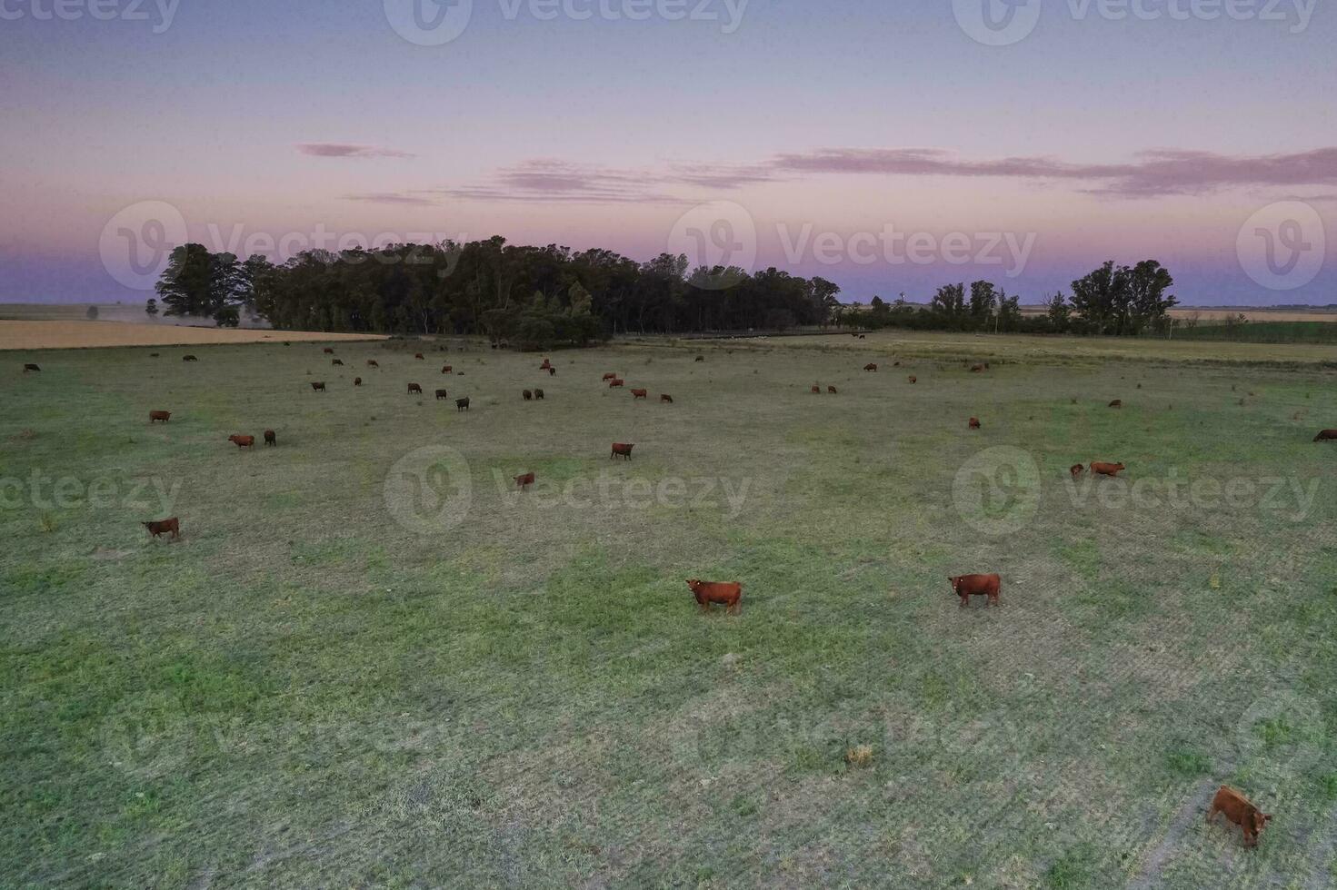 Aerial view of a troop of steers for export, cattle raised with natural pastures in the Argentine countryside. photo