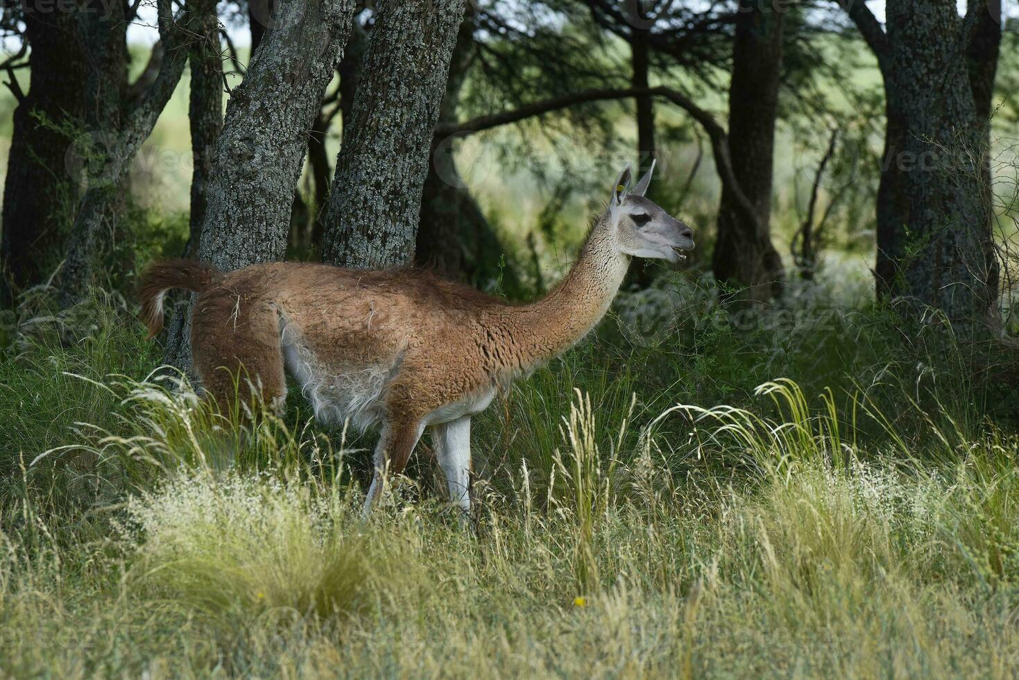 Guanaco, Lama Guanicoe, Luro Park, La Pampa Province, La Pampa, Argentina. photo