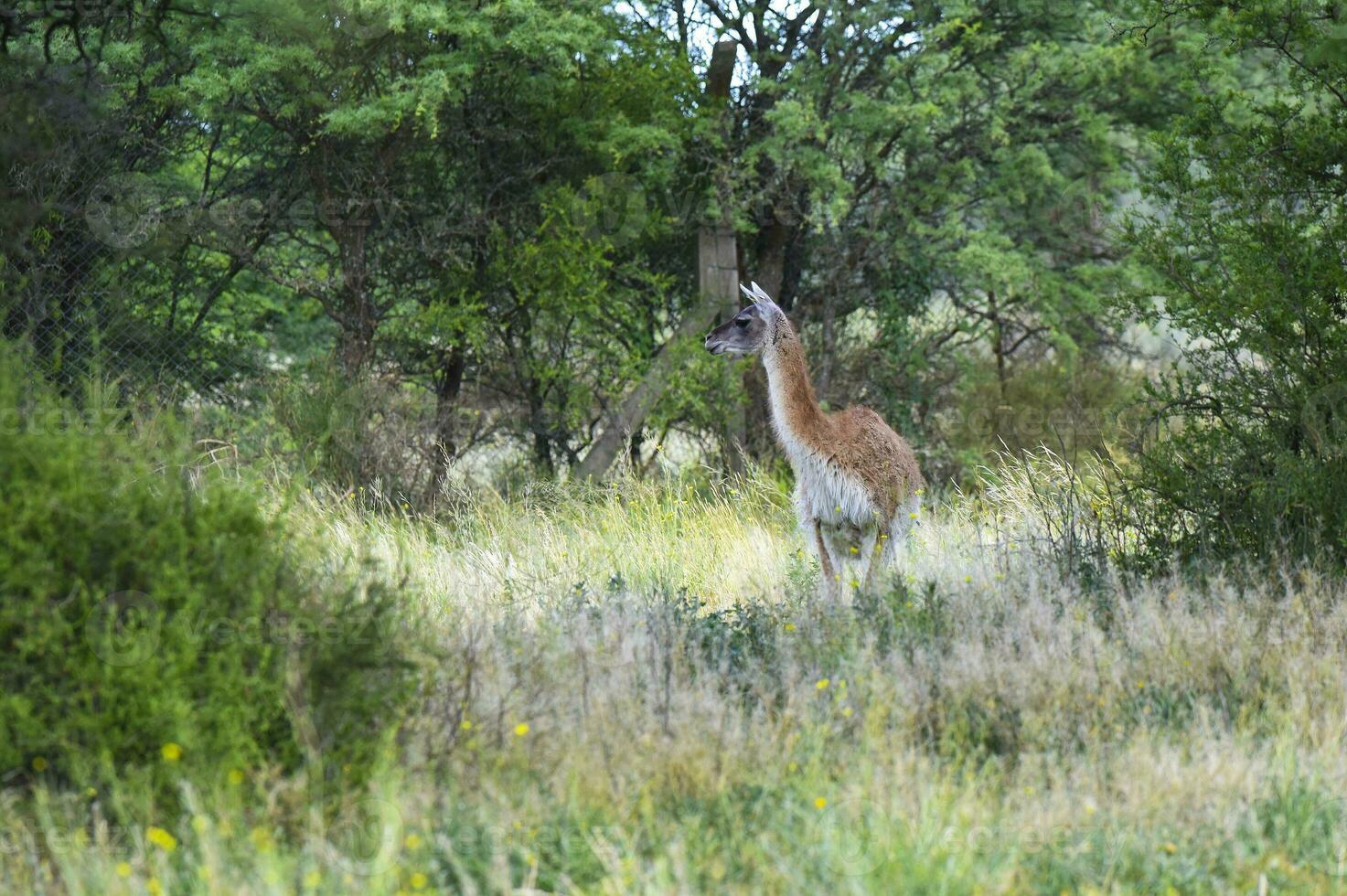 guanaco, lama guanicoe, luro parque, la pampa provincia, la pampa, argentina. foto