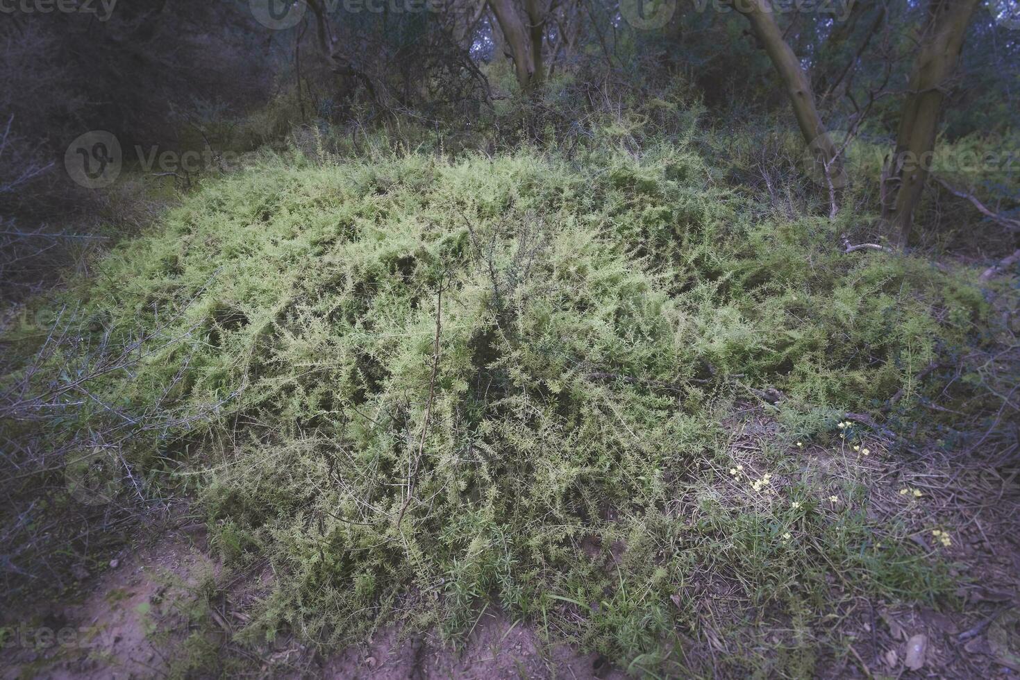 caldén bosque paisaje, geoffraea decorticanos plantas, la pampa provincia, Patagonia, argentina. foto