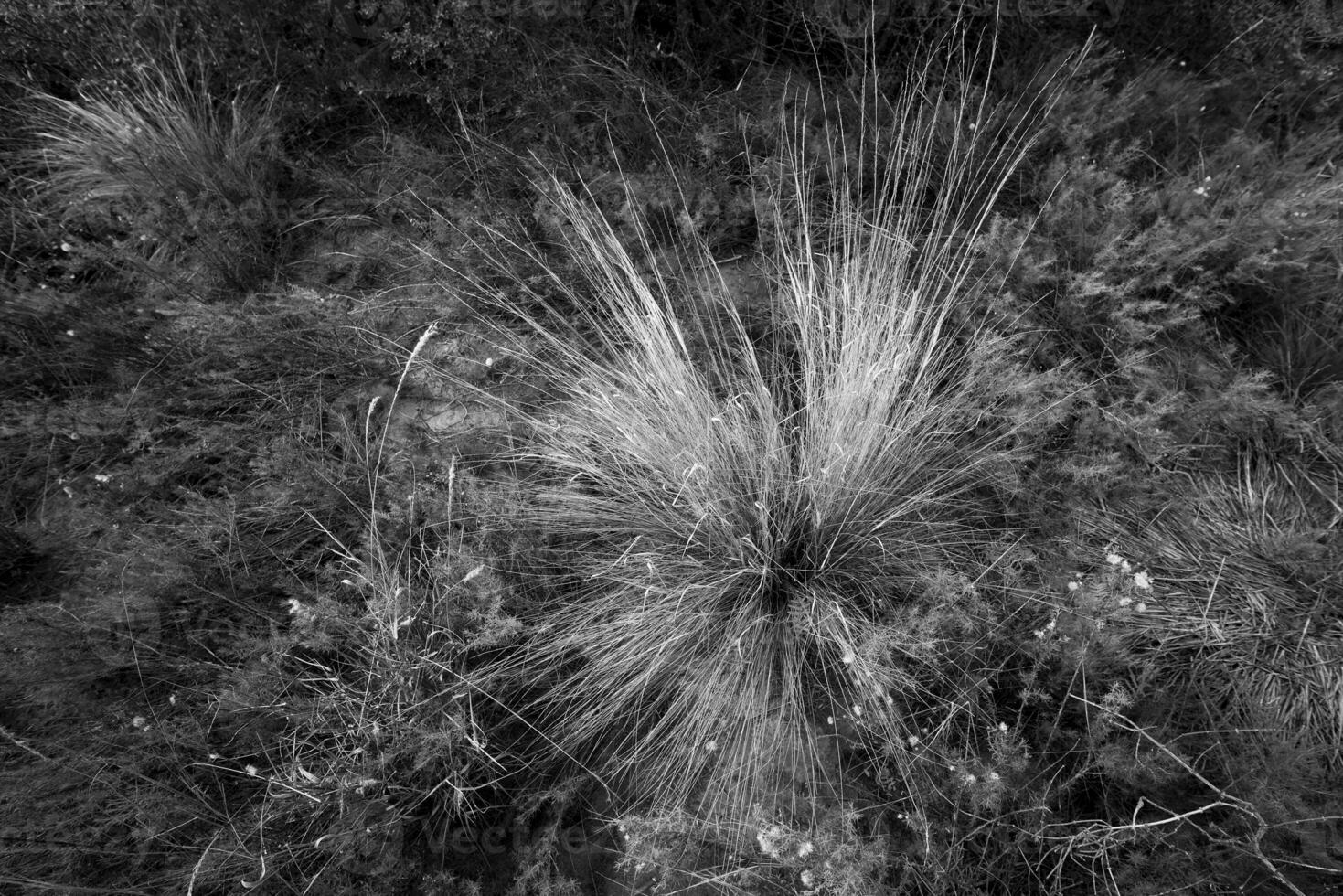 Calden forest landscape, Geoffraea decorticans plants, La Pampa province, Patagonia, Argentina. photo