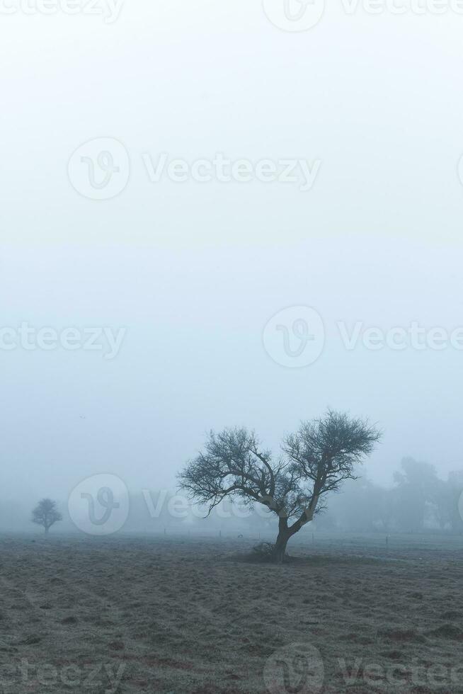 Lonely tree in thick fog at dawn, in Pampas Landscape, La Pampa Province, Patagonia, Argentina. photo