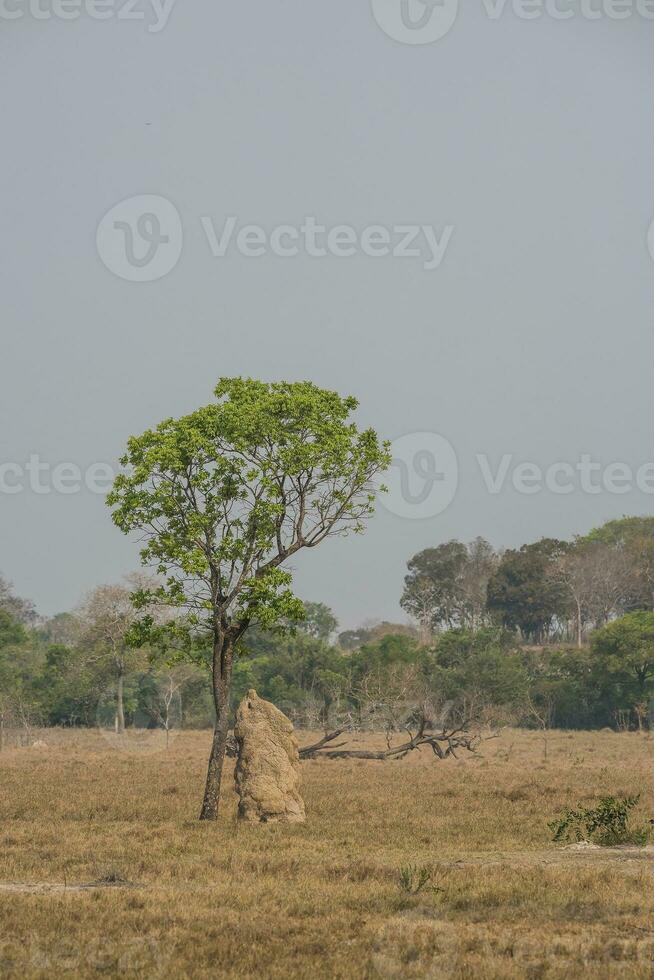 Termite mounds in Pantanal countyside environment,, Transpantaneira Route, Pantanal, Mato grosso.Brazil. photo