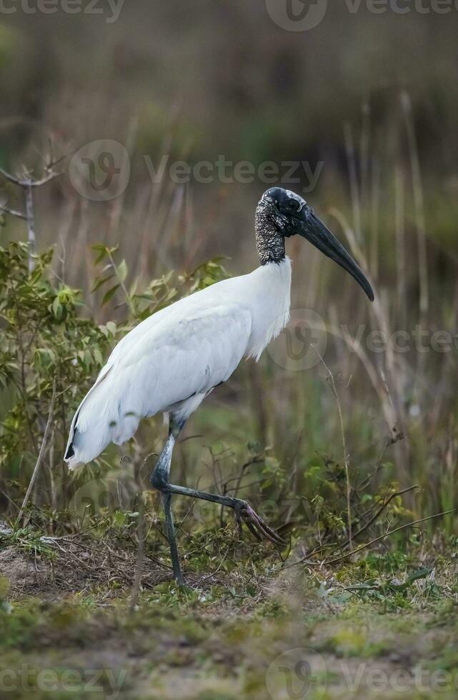 Jabiru in wetland environment, Jabiru mycteria ,Pantanal, Mato Grosso Brazil. photo