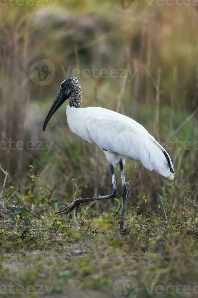 Jabiru in wetland environment, Jabiru mycteria ,Pantanal, Mato Grosso Brazil. photo