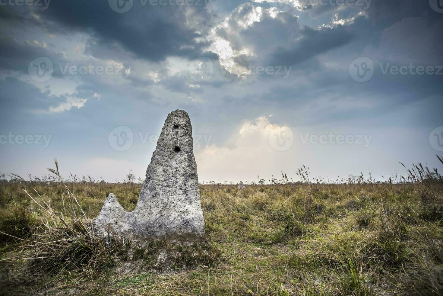 Termite mounds in Pantanal countyside environment,, Transpantaneira Route, Pantanal, Mato grosso.Brazil. photo