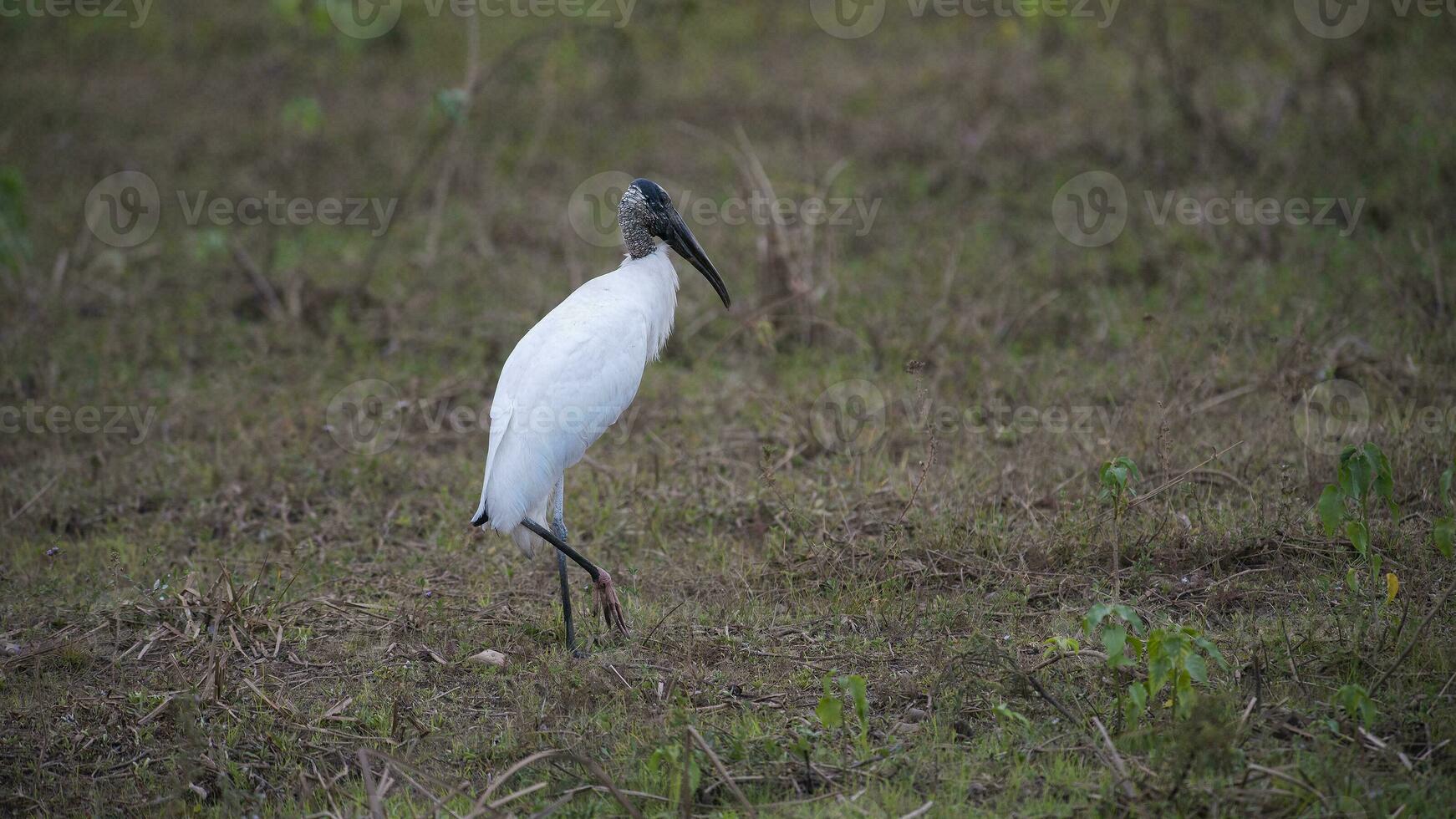 Jabiru in wetland environment, Jabiru mycteria ,Pantanal, Mato Grosso Brazil. photo