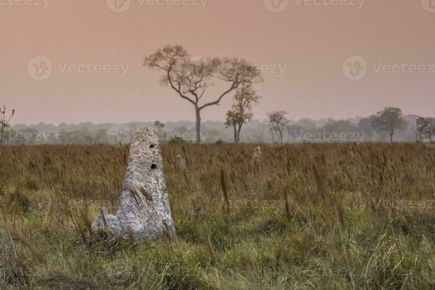 Termite mounds in Pantanal countyside environment,, Transpantaneira Route, Pantanal, Mato grosso.Brazil. photo