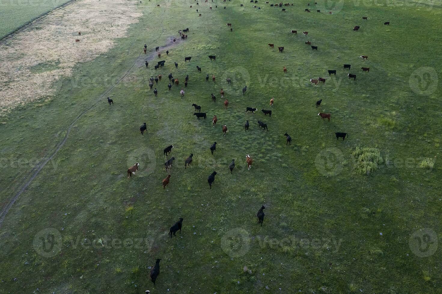 Aerial view of a troop of steers for export, cattle raised with natural pastures in the Argentine countryside. photo