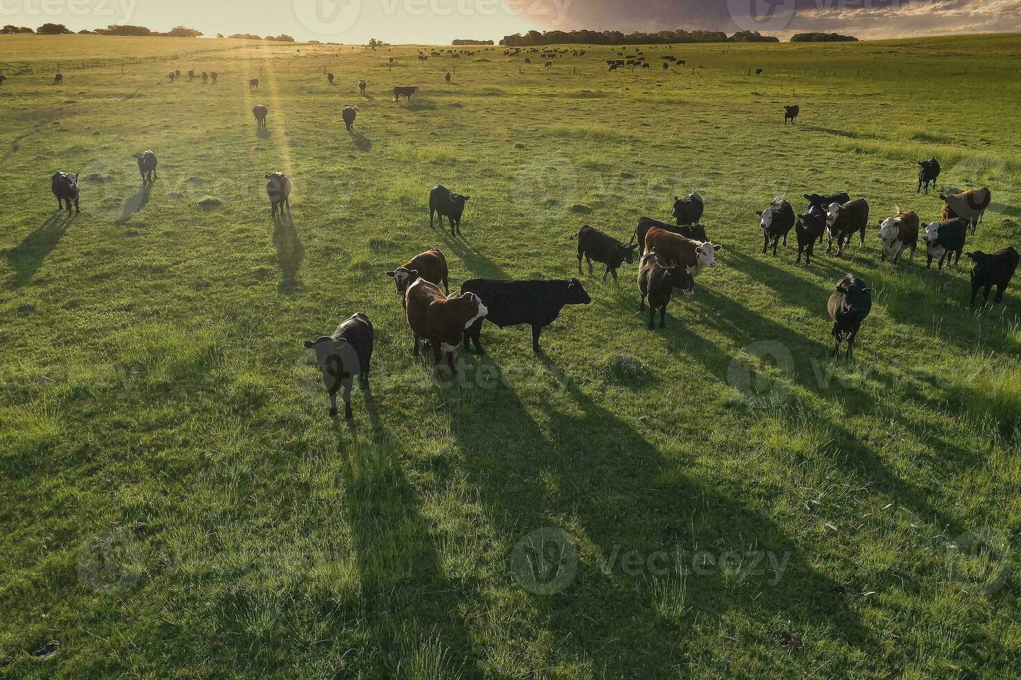 Aerial view of a troop of steers for export, cattle raised with natural pastures in the Argentine countryside. photo