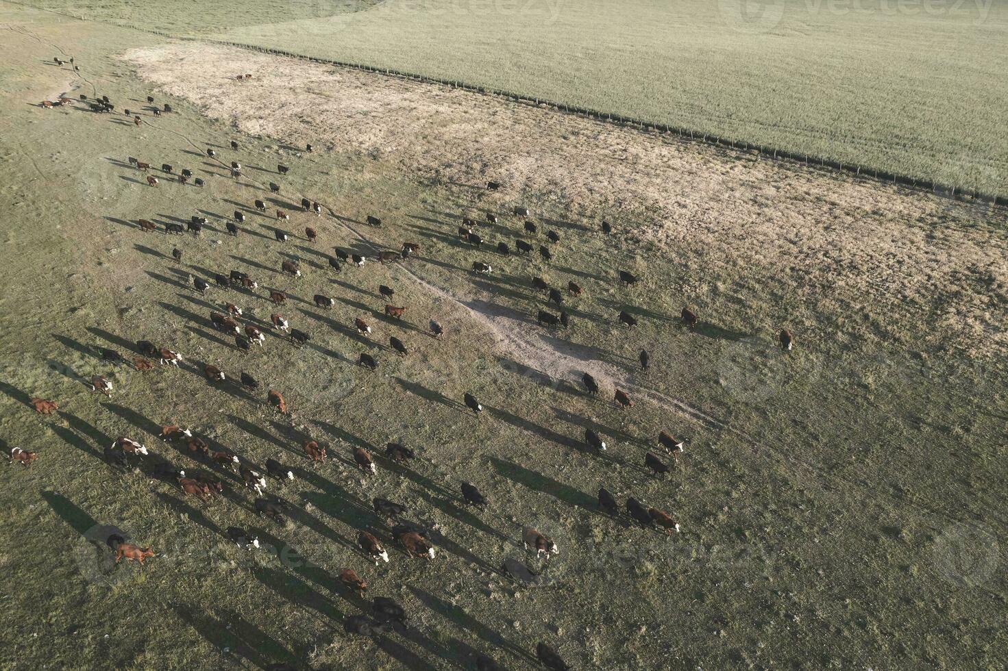 Aerial view of a troop of steers for export, cattle raised with natural pastures in the Argentine countryside. photo