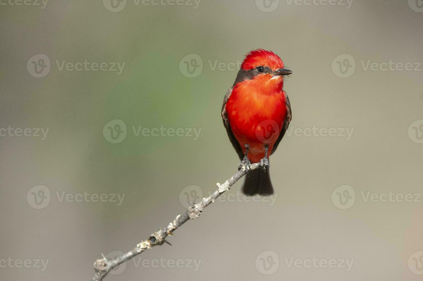 Vermilion Flycatcher perched,Pyrocephalus rubinus, La Pampa, Argentina photo