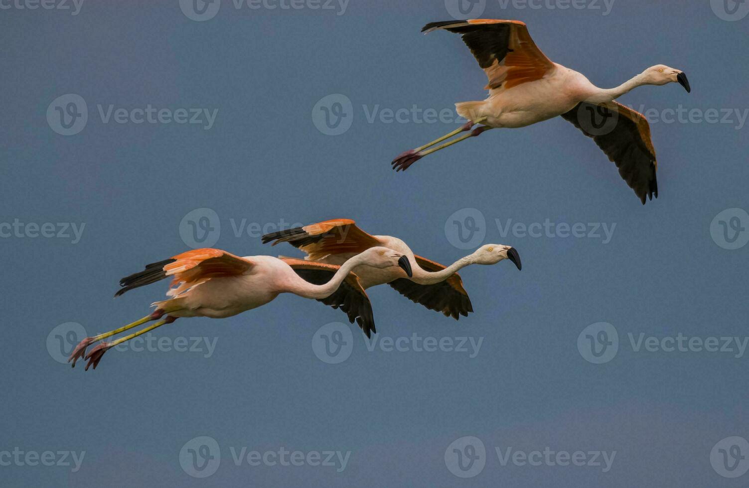 Flamingos flock in flight, La Pampa Province,Patagonia, Argentina. photo