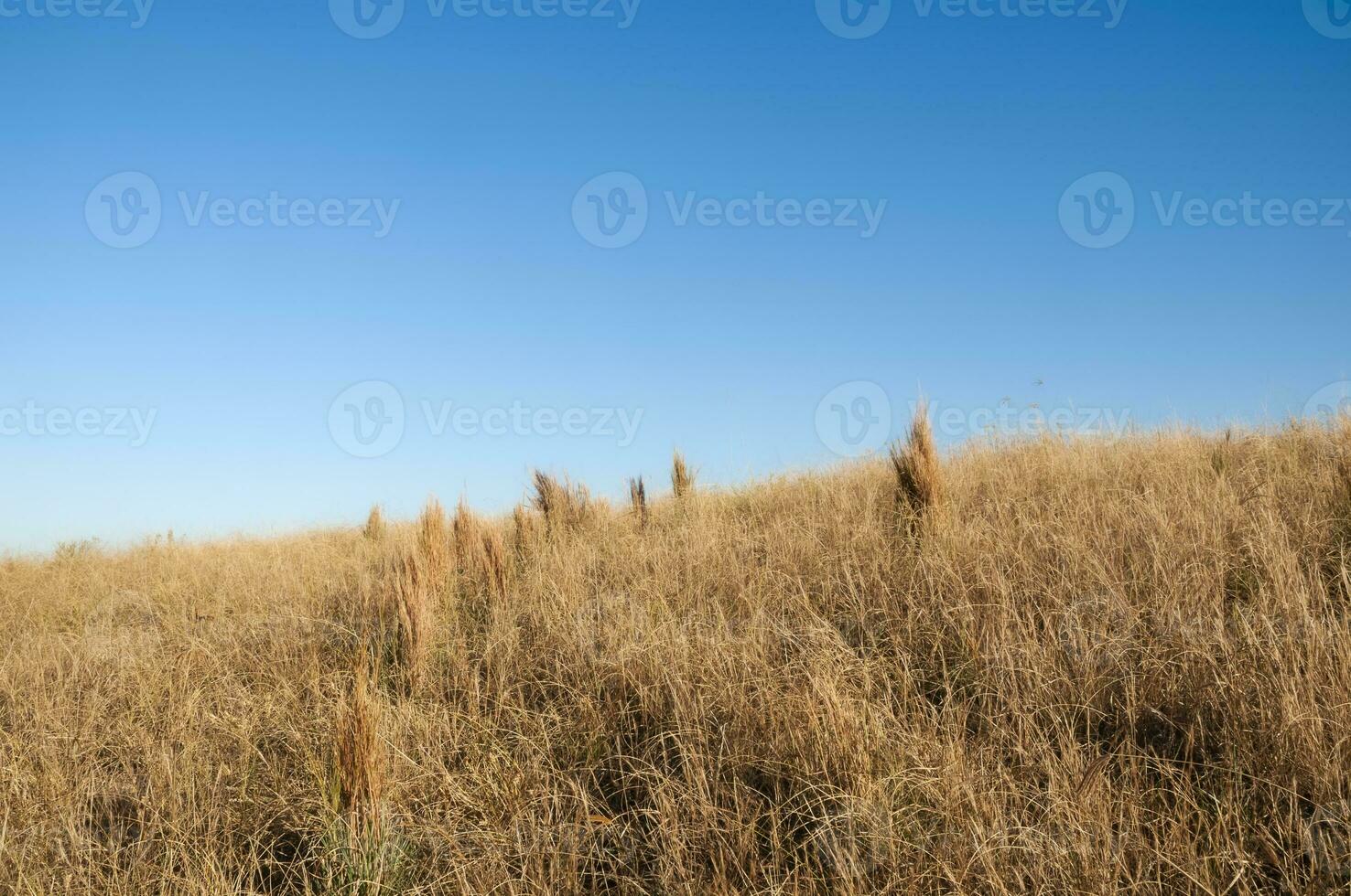 Pampas grass landscape, La Pampa province, Patagonia, Argentina. photo