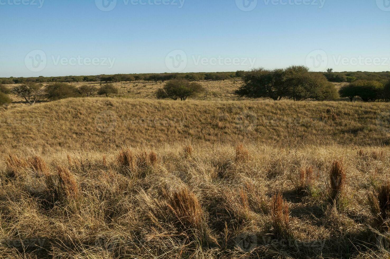 Pampas grass landscape, La Pampa province, Patagonia, Argentina. photo