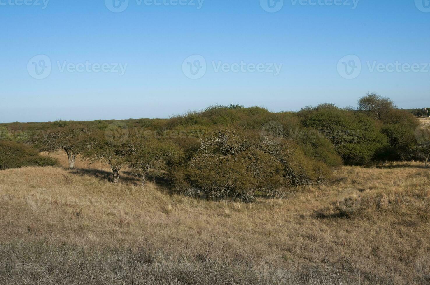 caldén bosque paisaje, prosopis caldenia plantas, la pampa provincia, Patagonia, argentina. foto