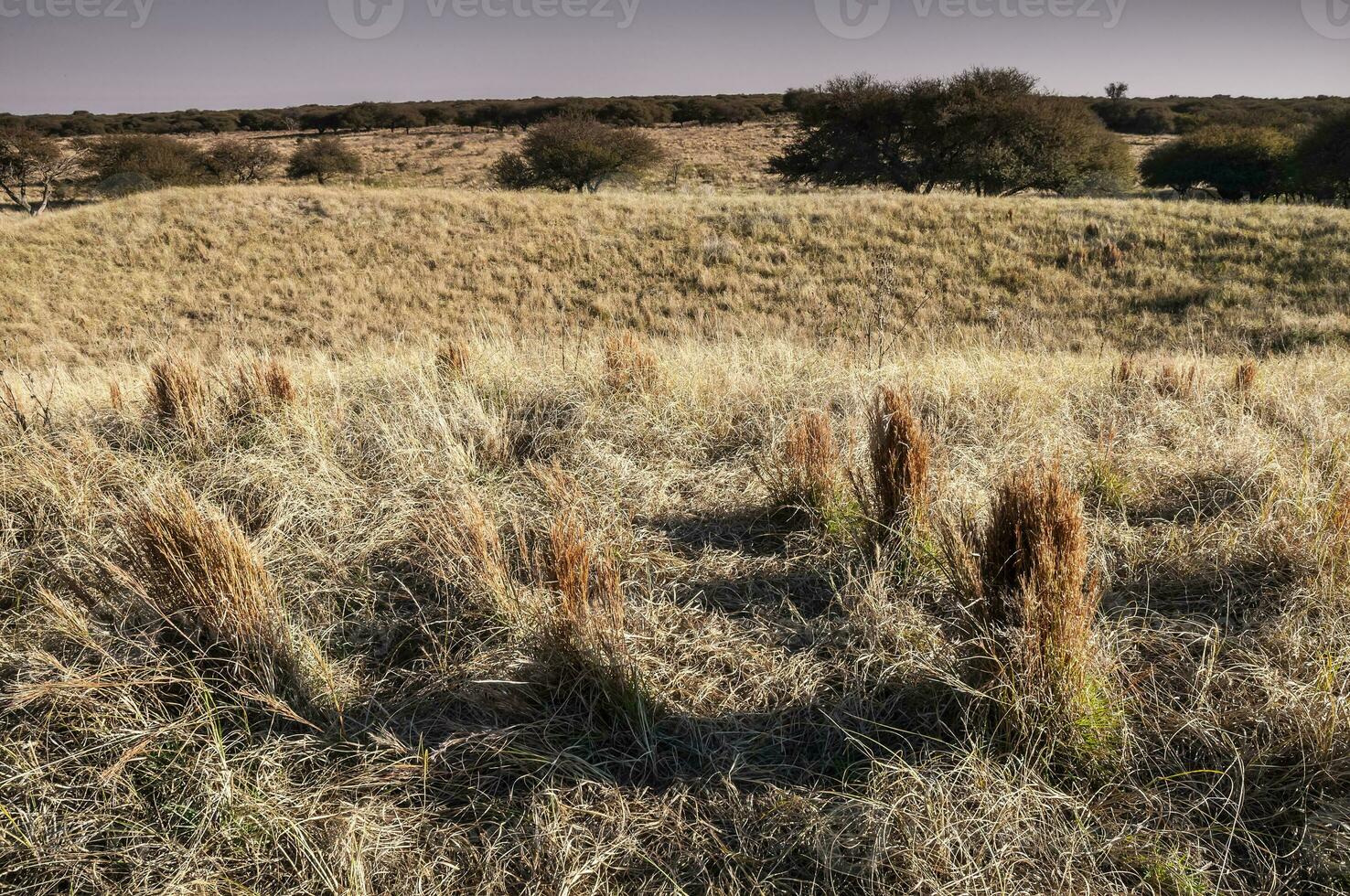 pampa césped paisaje, la pampa provincia, Patagonia, argentina. foto