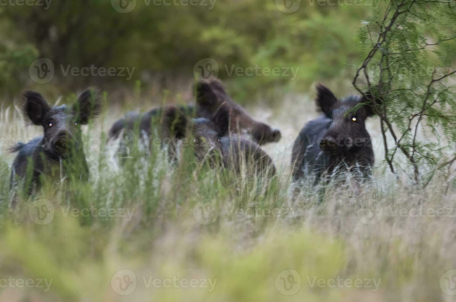 Wild boar herd in a water hole, Chaco Forest, La Pampa province, Patagonia, Argentina. photo