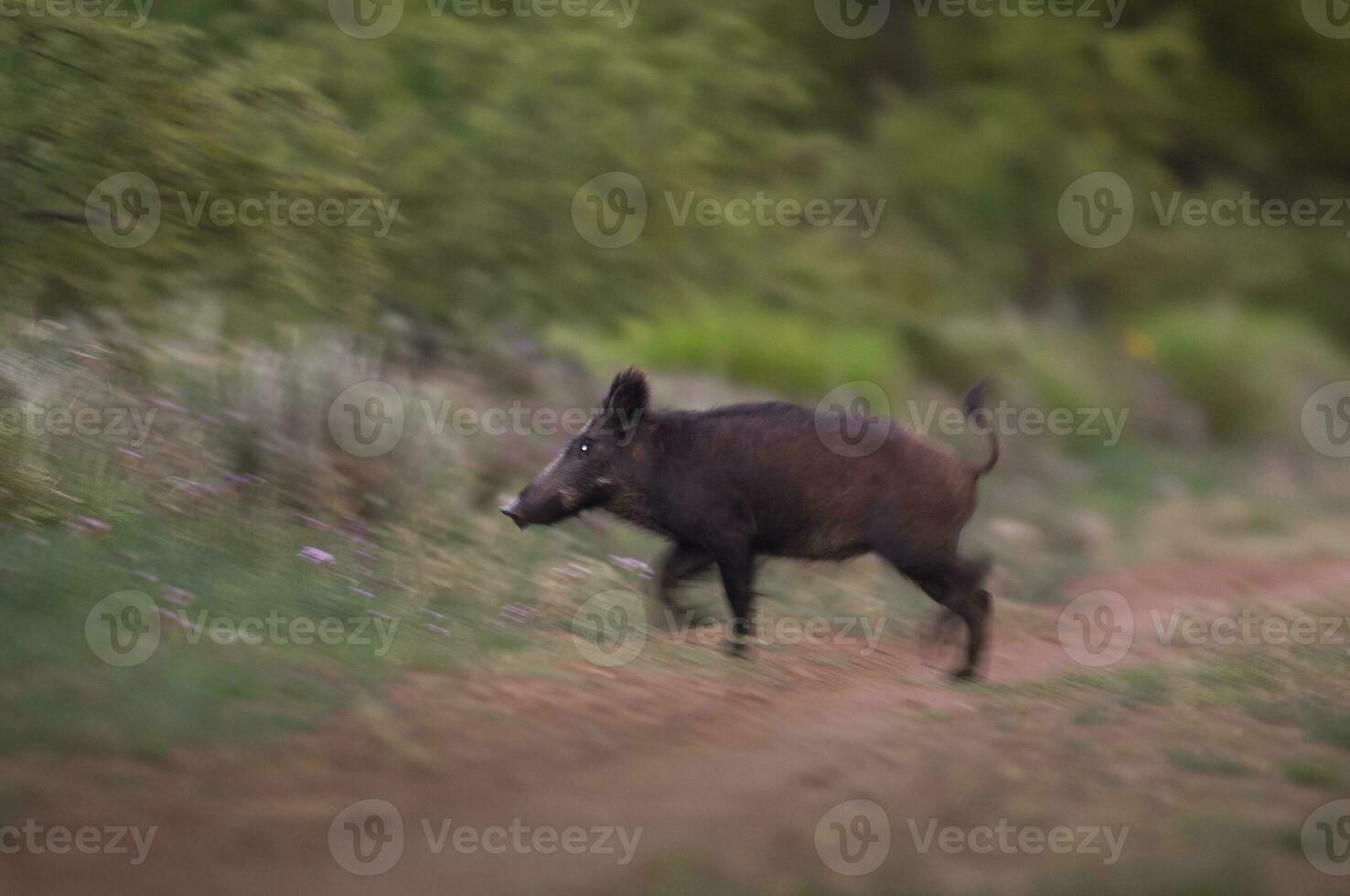 Wild boar herd in a water hole, Chaco Forest, La Pampa province, Patagonia, Argentina. photo