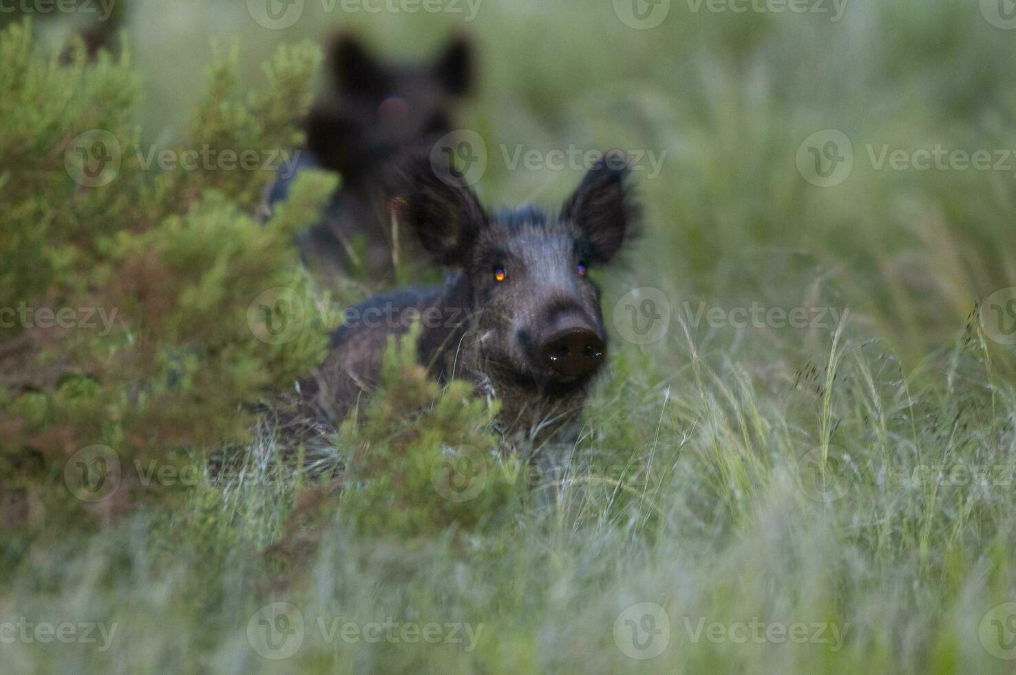 Wild boar herd in a water hole, Chaco Forest, La Pampa province, Patagonia, Argentina. photo