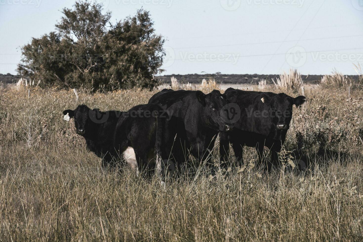 Cattle raising  with natural pastures in Pampas countryside, La Pampa Province,Patagonia, Argentina. photo