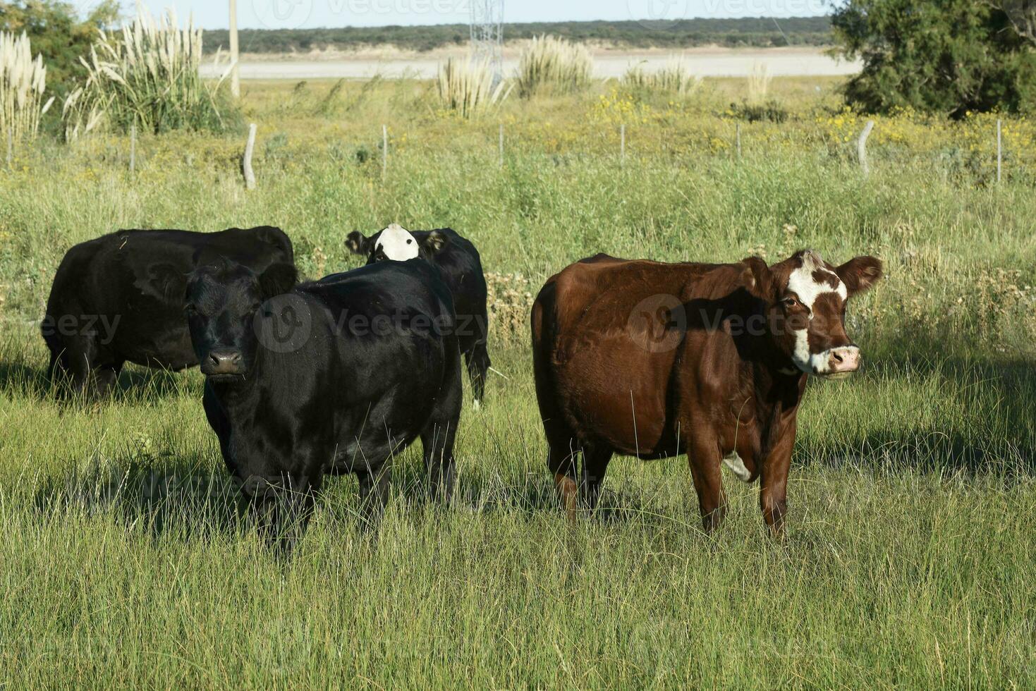 Cattle raising  with natural pastures in Pampas countryside, La Pampa Province,Patagonia, Argentina. photo