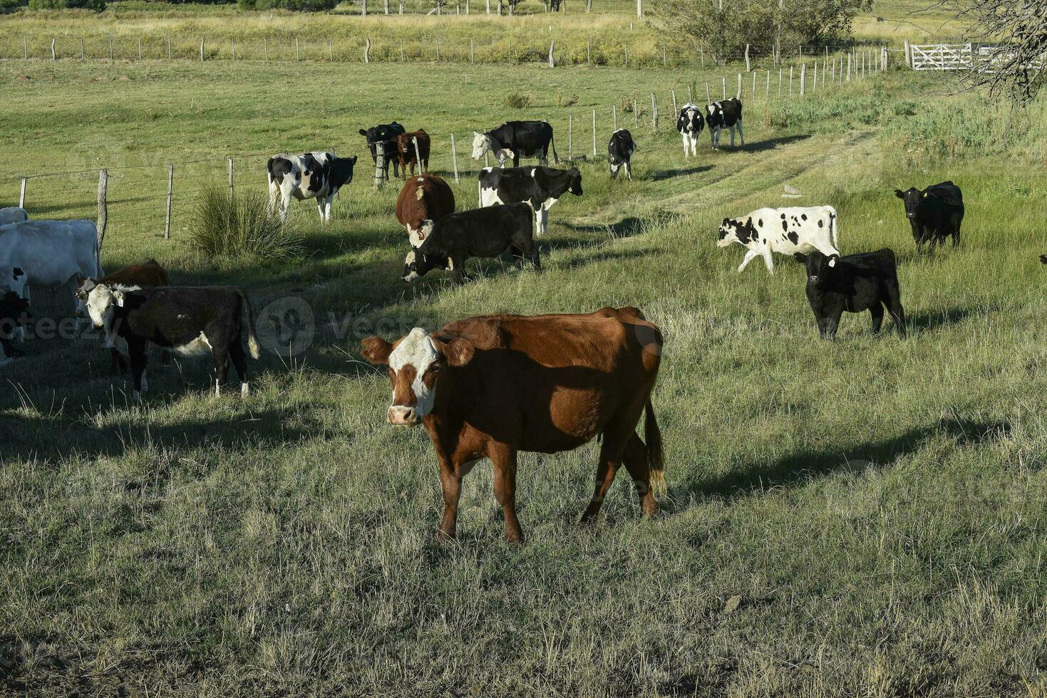 Cattle raising  with natural pastures in Pampas countryside, La Pampa Province,Patagonia, Argentina. photo