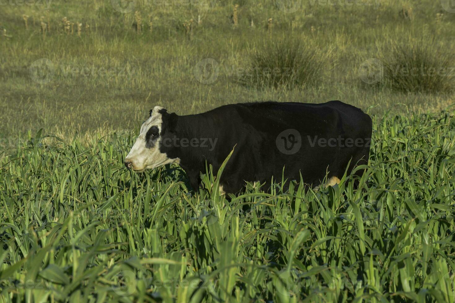 Cattle raising  with natural pastures in Pampas countryside, La Pampa Province,Patagonia, Argentina. photo